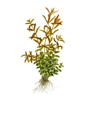 Rotala rotundifolia In Vitro