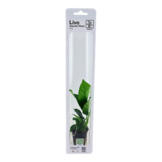 Tropica Anubias Barteri Caladiifolia (Easy)