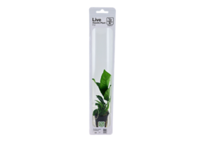 Tropica Anubias Barteri Caladiifolia (Easy)