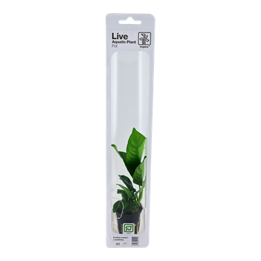 Tropica Anubias Barteri Caladiifolia (Easy)