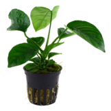 Tropica Anubias Barteri Caladiifolia (Easy)