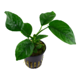 Tropica Anubias Barteri Caladiifolia (Easy)