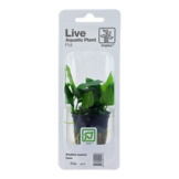 Tropica Ansibias Barteri Var. Nana (facile)