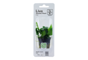 Tropica Anubias Barteri Var. Nana (Easy)