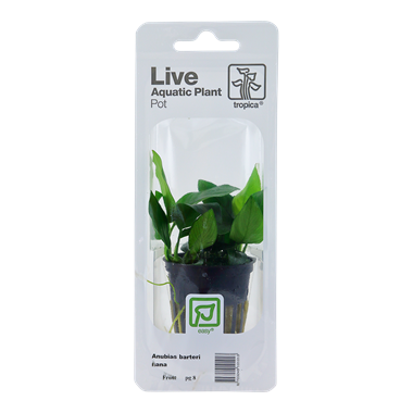 Tropica Ansibias Barteri Var. Nana (facile)