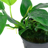 Tropica Ansibias Barteri Var. Nana (facile)