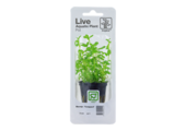 Tropica Bacopa 'Compact' (facile)