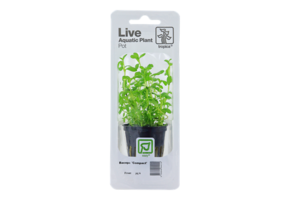 Tropica Bacopa 'Compact' (facile)