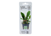 Tropica Cryptocoryne Beckettii 'Petchii' (facile)