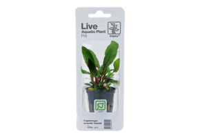 Tropica Cryptocoryne Beckettii 'Petchii' (facile)