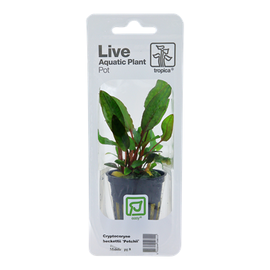 Tropica Cryptocoryne beckettii 'Petchii' (easy)
