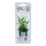 Tropica Cryptocoryne X Willisii (easy)