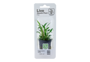 Tropica Cryptocoryne x Willisii (facile)