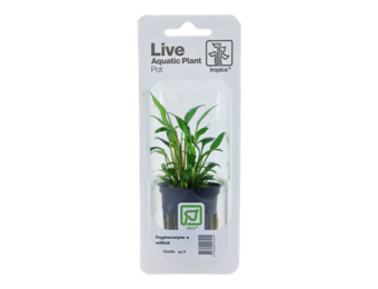 Tropica Cryptocoryne X Willisii (easy)