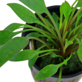 Tropica Cryptocoryne X Willisii (easy)