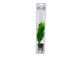 Tropica Echinodorus 'Blehae' Easy