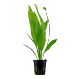 Tropica Echinodorus 'Bleherae' easy