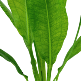 Tropica Echinodorus 'Bleherae' easy