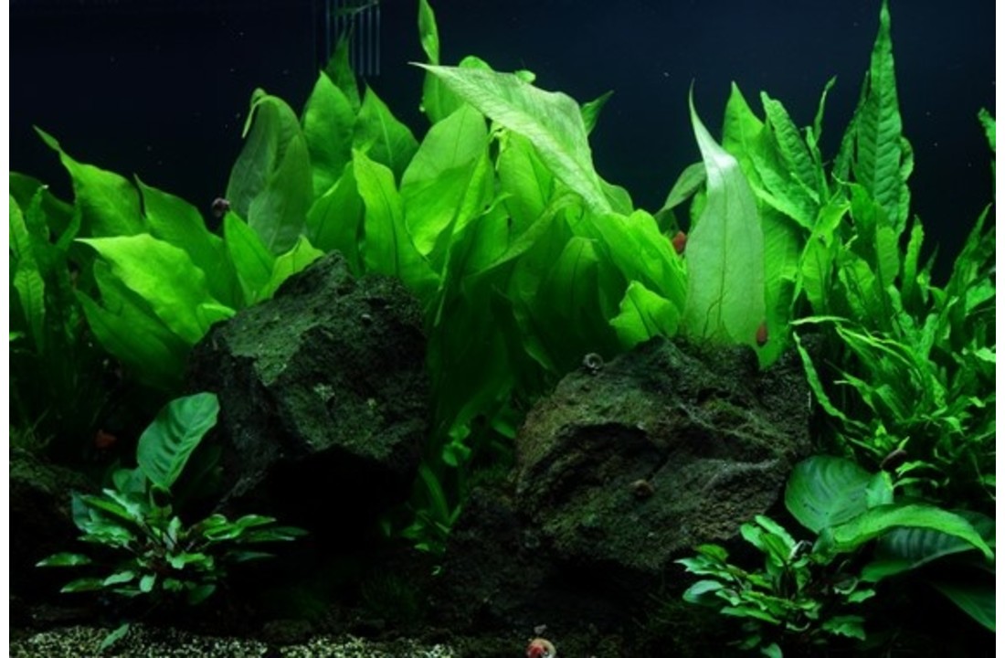 Tropica Echinodorus 'Bleherae' easy
