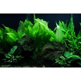 Tropica Echinodorus 'Bleherae' easy