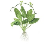 Tropica Echinodorus 'Bleherae' easy