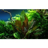 Tropica Echinodorus 'Reni' (easy)