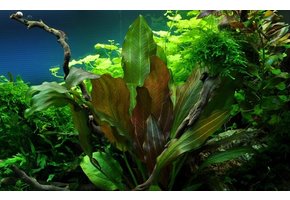 Tropica Echinodorus 'Reni' (facile)