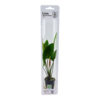 Tropica Echinodorus 'Rosa (easy)