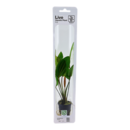 Tropica Echinodorus 'Rosa (easy)