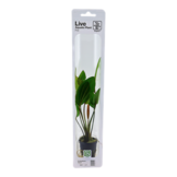 Tropica Echinodorus 'Rosa (easy)