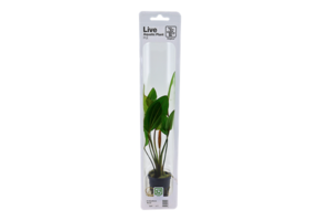 Tropica Echinodorus 'Rosa (easy)