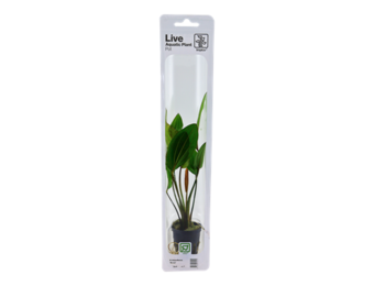 Tropica Echinodorus 'Rosa (easy)