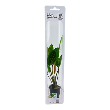 Tropica Echinodorus 'Rosa (easy)