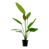 Tropica Echinodorus 'Rosa (easy)