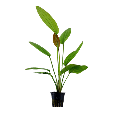 Tropica Echinodorus 'Rosa (easy)