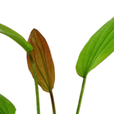 Tropica Echinodorus 'Rosa (easy)