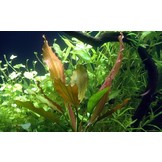Tropica Echinodorus 'Rosa (easy)
