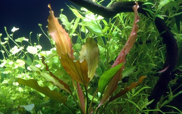 Tropica Echinodorus 'Rosa (easy)
