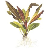 Tropica Echinodorus 'Rosa (easy)