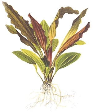 Tropica Echinodorus 'Rosa (easy)