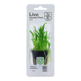 Tropica Lilaeopsis Brasiliensis (Easy)
