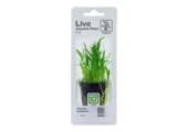 Tropica Lilaeopsis brasiliensis (easy)