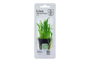 Tropica Lilaeopsis Brasiliensis (facile)
