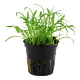 Tropica Lilaeopsis Brasiliensis (Easy)