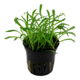 Tropica Lilaeopsis Brasiliensis (Easy)
