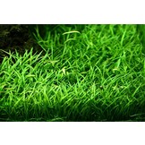Tropica Lilaeopsis Brasiliensis (Easy)