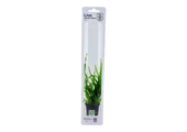 Tropica Microsorum Pteropus 'etroit' (facile)