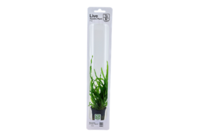 Tropica Microsorum Pteropus 'Narrow' (Easy)