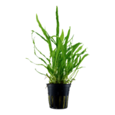 Tropica Microsorum Pteropus 'etroit' (facile)