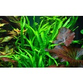 Tropica Microsorum pteropus 'Narrow' (easy)